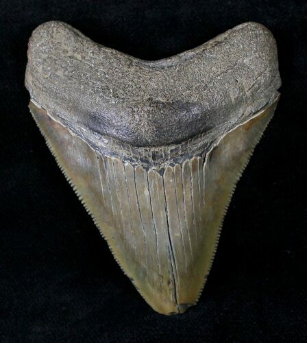 Serrated Juvenile Megalodon Tooth #20767